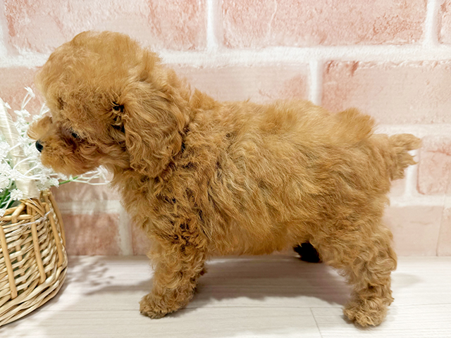 東京都のティーカッププードル (ペッツファースト町田店/2025年4月14日生まれ/男の子/レッド)の子犬の2枚目の画像