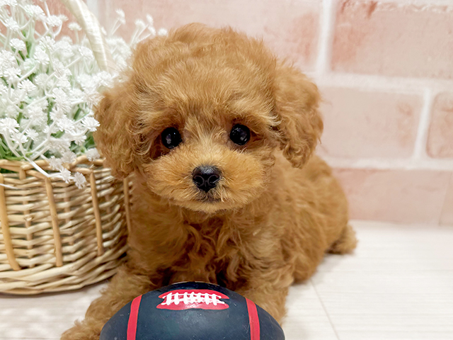 東京都のティーカッププードル (ペッツファースト町田店/2025年4月14日生まれ/男の子/レッド)の子犬の3枚目の画像