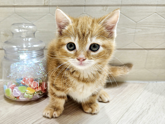 埼玉県のマンチカン (ペッツファーストレイクタウン店/2025年4月15日生まれ/男の子/レッドタビー)の子猫