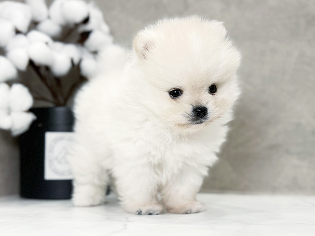 東京都のポメラニアン (ペッツファースト青山店/2025年4月16日生まれ/男の子/ホワイトクリーム)の子犬の2枚目の画像