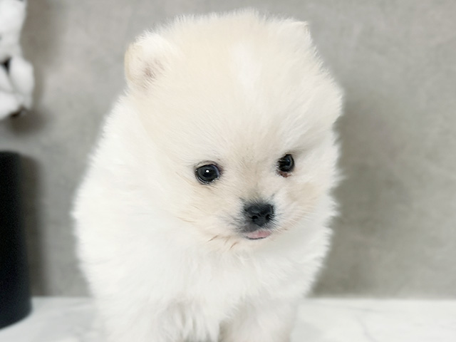 東京都のポメラニアン (ペッツファースト青山店/2025年4月16日生まれ/男の子/ホワイトクリーム)の子犬の3枚目の画像