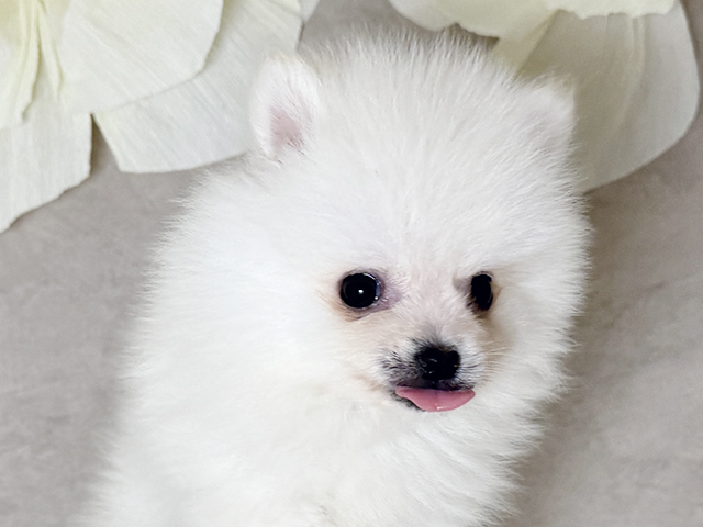 福岡県のポメラニアン (ペッツファースト福津店/2025年4月14日生まれ/男の子/ホワイト)の子犬の3枚目の画像