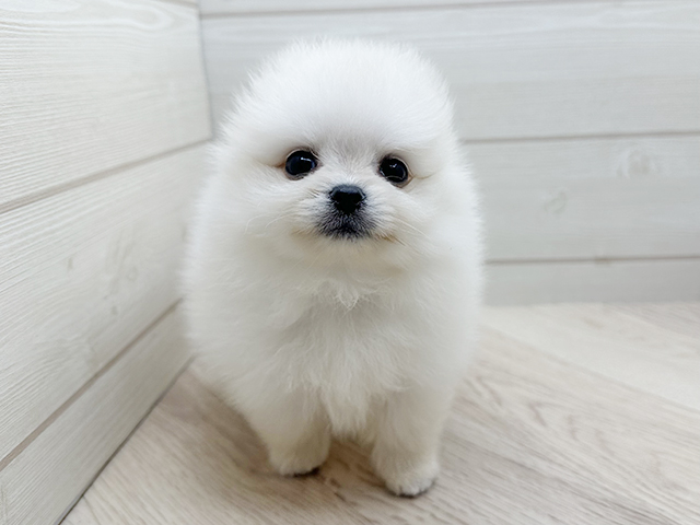 ポメチワ