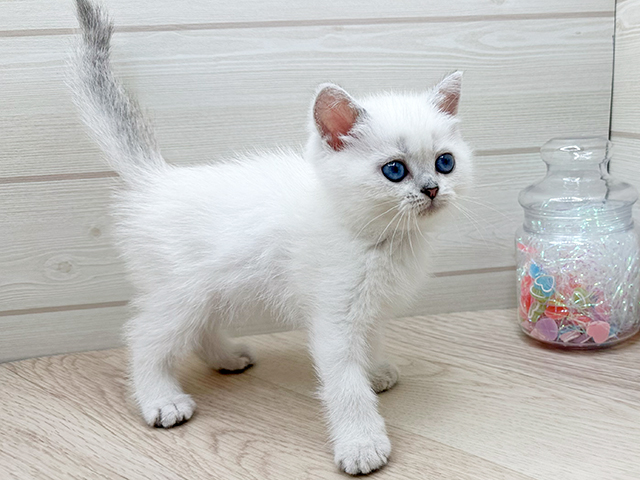 デザフェス購入　リバーシブル猫耳ファーベレー（しっぽつき） Amazon.co.jp: Anzeho フェイクファーの猫のしっぽと猫の耳の