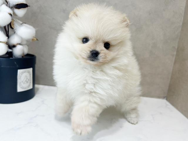 大阪府のポメラニアン (ペッツファースト茶屋町店/2025年4月16日生まれ/女の子/クリーム)の子犬