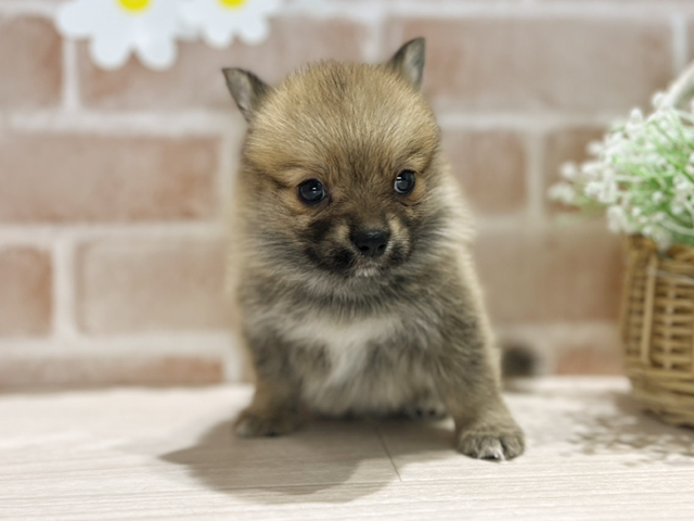 岡山県のウェルシュコーギーペンブロークミックス (ペッツファースト倉敷店/2025年4月16日生まれ/男の子/オレンジ)の子犬の1枚目の画像