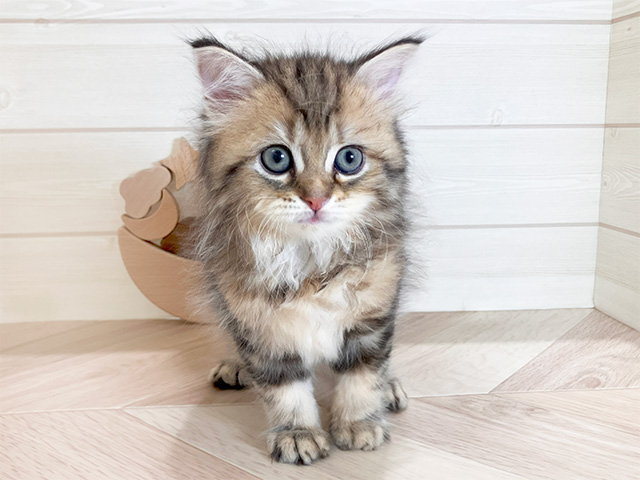 鳥取県のサイベリアン (ペッツファースト日吉津店/2025年4月17日生まれ/女の子/ブラウンタビー)の子猫