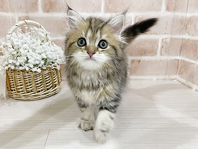 神奈川県のサイベリアン (ペッツファーストfor cats横浜元町店/2025年4月17日生まれ/女の子/ブラウンタビー)の子猫の1枚目の画像