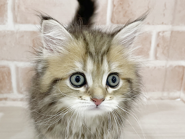 神奈川県のサイベリアン (ペッツファーストfor cats横浜元町店/2025年4月17日生まれ/女の子/ブラウンタビー)の子猫の3枚目の画像