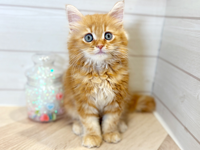 神奈川県のサイベリアン (ペッツファースト川崎店/2025年4月17日生まれ/男の子/レッドタビー)の子猫