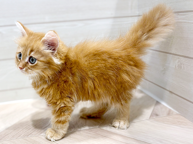 神奈川県のサイベリアン (ペッツファースト川崎店/2025年4月17日生まれ/男の子/レッドタビー)の子猫の2枚目の画像