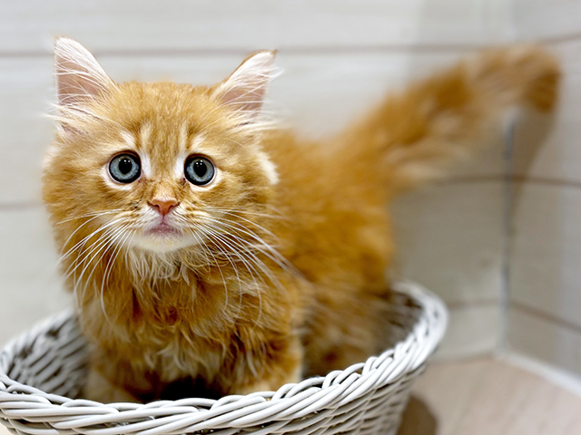 神奈川県のサイベリアン (ペッツファースト川崎店/2025年4月17日生まれ/男の子/レッドタビー)の子猫の3枚目の画像