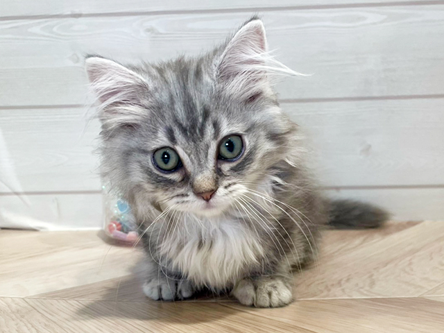 神奈川県のマンチカン (ペッツファースト川崎店/2025年4月10日生まれ/男の子/シルバータビー)の子猫の1枚目の画像