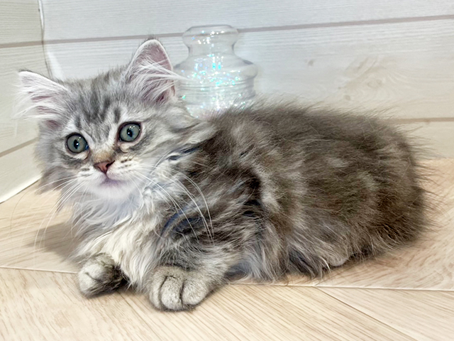 神奈川県のマンチカン (ペッツファースト川崎店/2025年4月10日生まれ/男の子/シルバータビー)の子猫の3枚目の画像