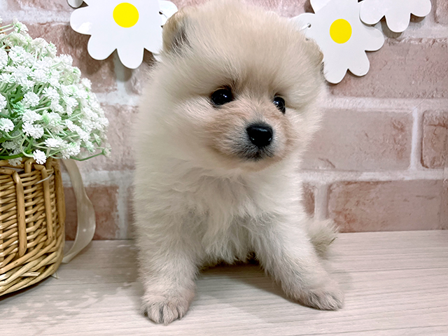 静岡県のポメラニアン (ペッツファースト富士南店/2025年4月17日生まれ/女の子/クリーム)の子犬の1枚目の画像