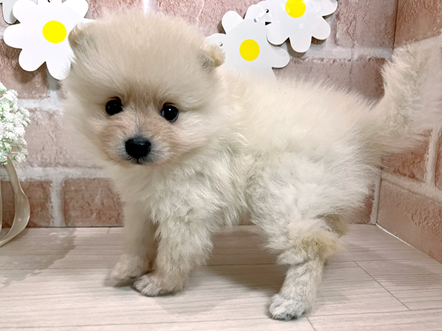 静岡県のポメラニアン (ペッツファースト富士南店/2025年4月17日生まれ/女の子/クリーム)の子犬の2枚目の画像