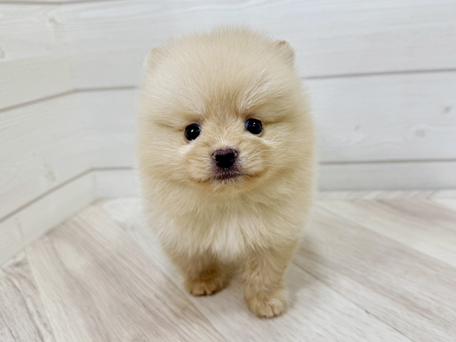 ポメラニアン