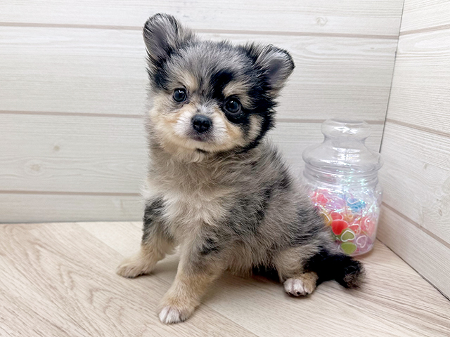ポメチワ