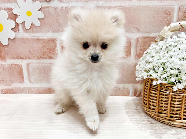 福岡県のポメラニアン (ペッツファースト筑紫野店/2025年4月17日生まれ/女の子/クリーム)の子犬の1枚目の画像