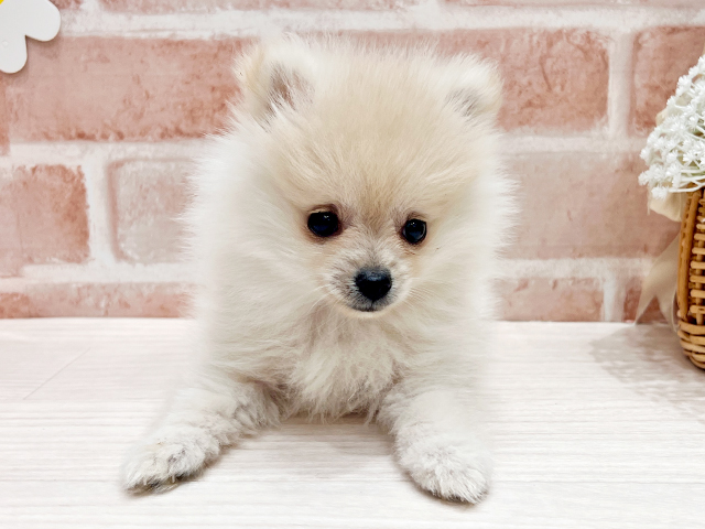 福岡県のポメラニアン (ペッツファースト筑紫野店/2025年4月17日生まれ/女の子/クリーム)の子犬の3枚目の画像