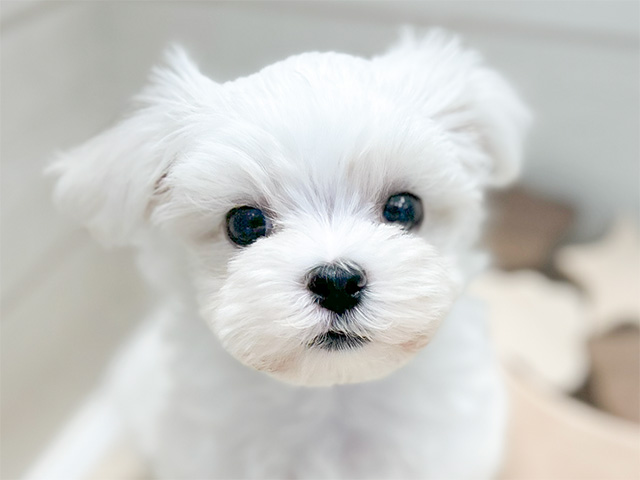 大阪府のマルチーズ (ペッツファースト心斎橋本店/2025年4月17日生まれ/男の子/ホワイト)の子犬の3枚目の画像