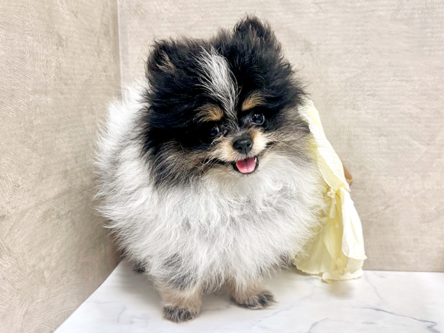 東京都のポメラニアン (ペッツファースト恵比寿店/2025年4月14日生まれ/女の子/トライカラー)の子犬の1枚目の画像