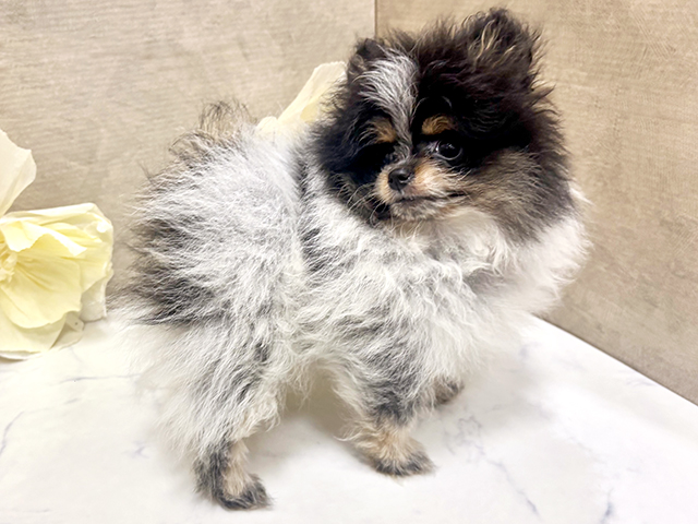 東京都のポメラニアン (ペッツファースト恵比寿店/2025年4月14日生まれ/女の子/トライカラー)の子犬の2枚目の画像