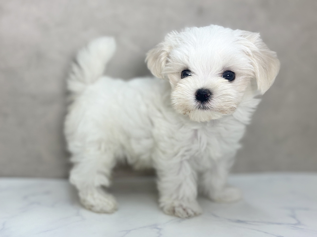 大阪府のマルチーズ (ペッツファースト東大阪店/2025年4月17日生まれ/男の子/ホワイト)の子犬の2枚目の画像