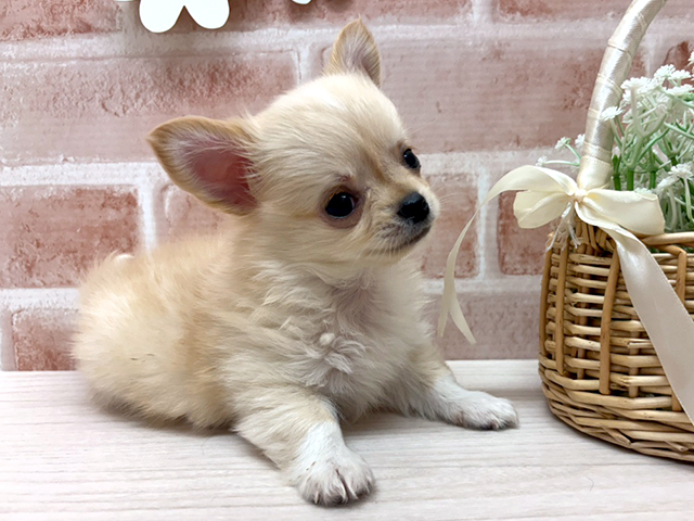 埼玉県のチワワ(ロング) (ペッツファースト入間店/2025年4月17日生まれ/男の子/クリーム)の子犬の2枚目の画像