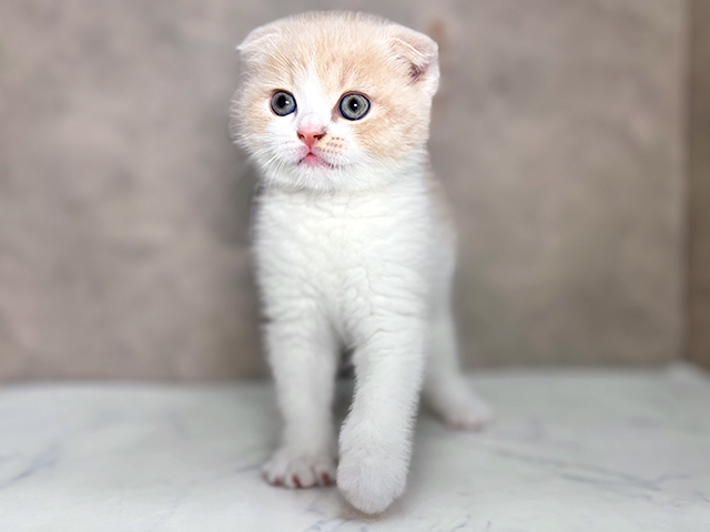 神奈川県のスコティッシュフォールド (ペッツファーストfor cats横浜元町店/2025年4月18日生まれ/女の子/クリームタビーホワイト)の子猫の1枚目の画像