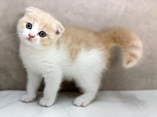 神奈川県のスコティッシュフォールド (ペッツファーストfor cats横浜元町店/2025年4月18日生まれ/女の子/クリームタビーホワイト)の子猫の2枚目の画像