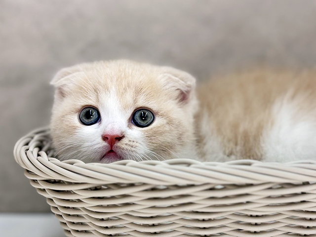 神奈川県のスコティッシュフォールド (ペッツファーストfor cats横浜元町店/2025年4月18日生まれ/女の子/クリームタビーホワイト)の子猫の3枚目の画像