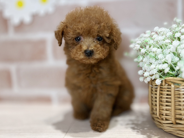 岡山県のトイプードル(トイ) (ペッツファースト倉敷店/2025年4月16日生まれ/男の子/レッド)の子犬の1枚目の画像