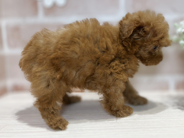 岡山県のトイプードル(トイ) (ペッツファースト倉敷店/2025年4月16日生まれ/男の子/レッド)の子犬の2枚目の画像