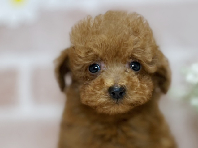 岡山県のトイプードル(トイ) (ペッツファースト倉敷店/2025年4月16日生まれ/男の子/レッド)の子犬の3枚目の画像