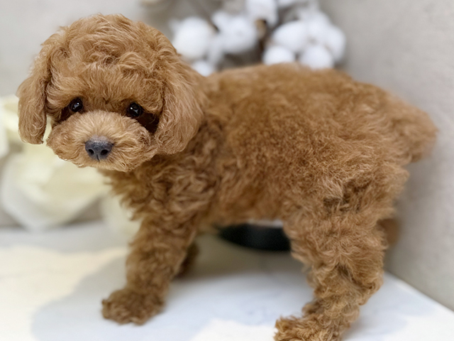 埼玉県のタイニープードル (ペッツファースト川口店/2025年4月18日生まれ/男の子/レッド)の子犬の2枚目の画像