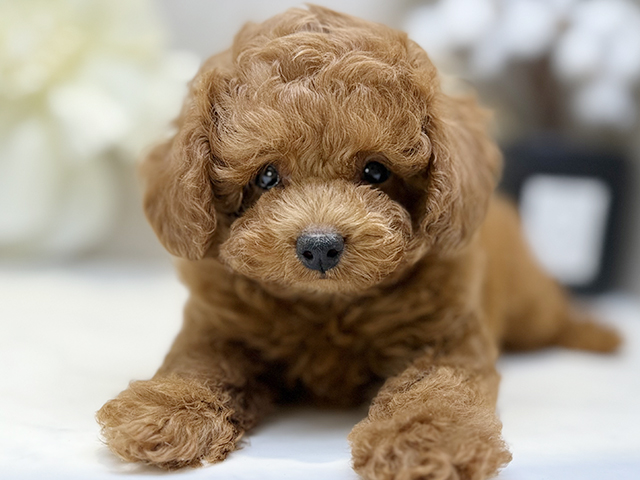 埼玉県のタイニープードル (ペッツファースト川口店/2025年4月18日生まれ/男の子/レッド)の子犬の3枚目の画像
