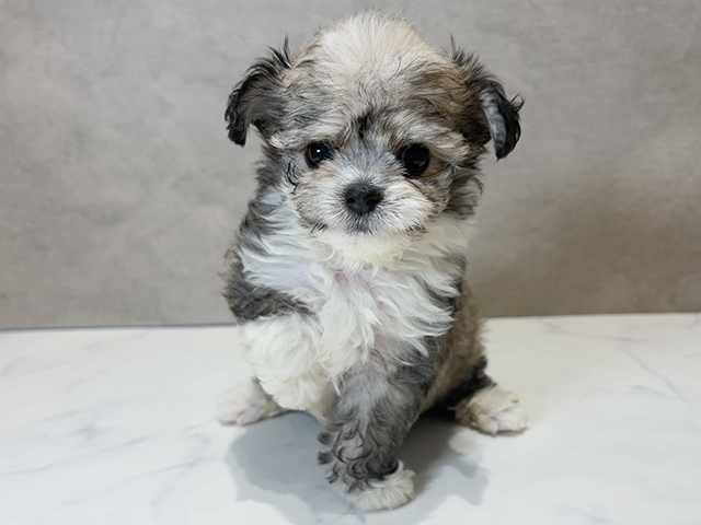 東京都のハーフ犬・ミックス犬 (ペッツファースト神楽坂店/2025年4月20日生まれ/女の子/レッドフォーン)の子犬