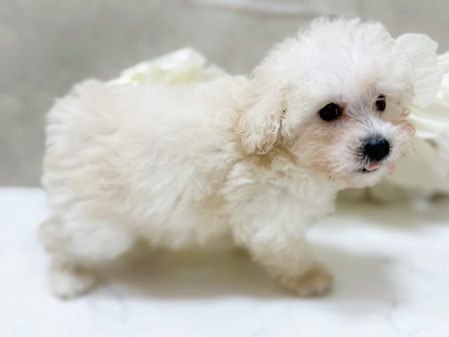 東京都のタイニープードル (ペッツファースト恵比寿店/2025年4月21日生まれ/女の子/クリーム)の子犬の2枚目の画像