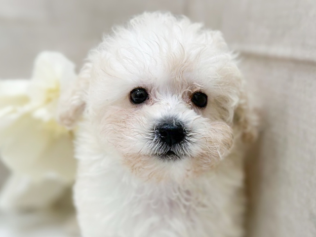 東京都のタイニープードル (ペッツファースト恵比寿店/2025年4月21日生まれ/女の子/クリーム)の子犬の3枚目の画像