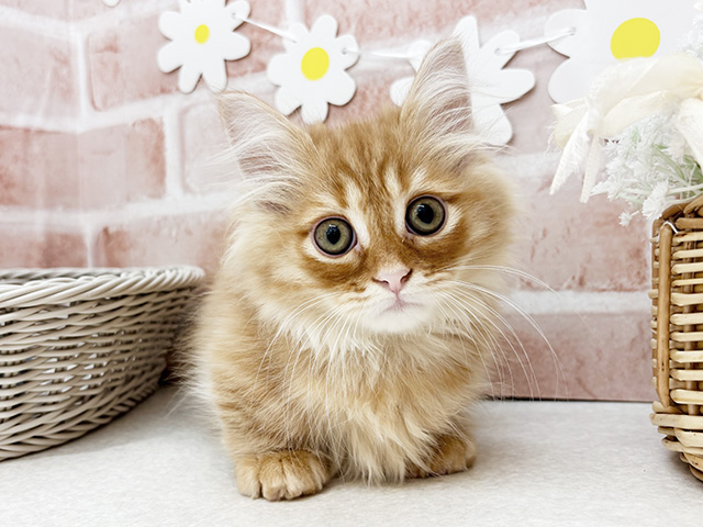 東京都のミヌエット (ペッツファーストお台場店/2025年4月17日生まれ/男の子/レッドタビー)の子猫の1枚目の画像