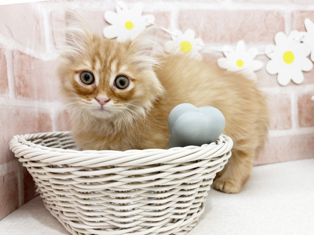 東京都のミヌエット (ペッツファーストお台場店/2025年4月17日生まれ/男の子/レッドタビー)の子猫の3枚目の画像