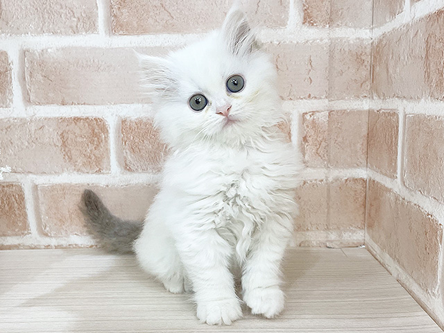 神奈川県のラグドール (ペッツファーストfor cats横浜元町店/2025年4月21日生まれ/女の子/シールポイントバイカラー)の子猫の1枚目の画像