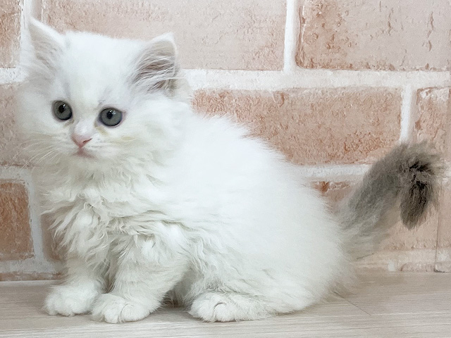 神奈川県のラグドール (ペッツファーストfor cats横浜元町店/2025年4月21日生まれ/女の子/シールポイントバイカラー)の子猫の2枚目の画像