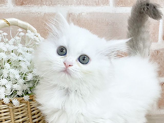 神奈川県のラグドール (ペッツファーストfor cats横浜元町店/2025年4月21日生まれ/女の子/シールポイントバイカラー)の子猫の3枚目の画像