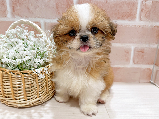 東京都のシーズー (ペッツファースト町田店/2025年4月20日生まれ/女の子/ゴールドホワイト)の子犬