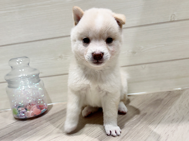東京都の豆柴 (ペッツファースト豊洲店/2025年4月21日生まれ/女の子/白)の子犬の1枚目の画像