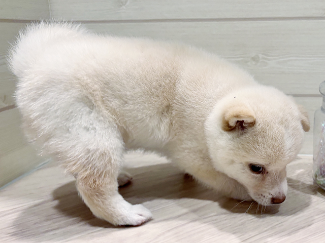 東京都の豆柴 (ペッツファースト豊洲店/2025年4月21日生まれ/女の子/白)の子犬の2枚目の画像
