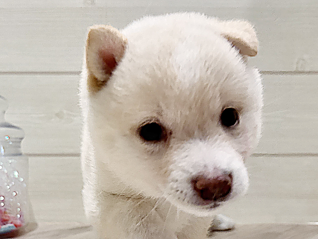 東京都の豆柴 (ペッツファースト豊洲店/2025年4月21日生まれ/女の子/白)の子犬の3枚目の画像