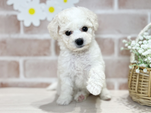 岡山県のビションフリーゼ (ペッツファースト倉敷店/2025年4月21日生まれ/女の子/ホワイト)の子犬の1枚目の画像